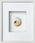 striped nautilus wall art in shadow box frame
